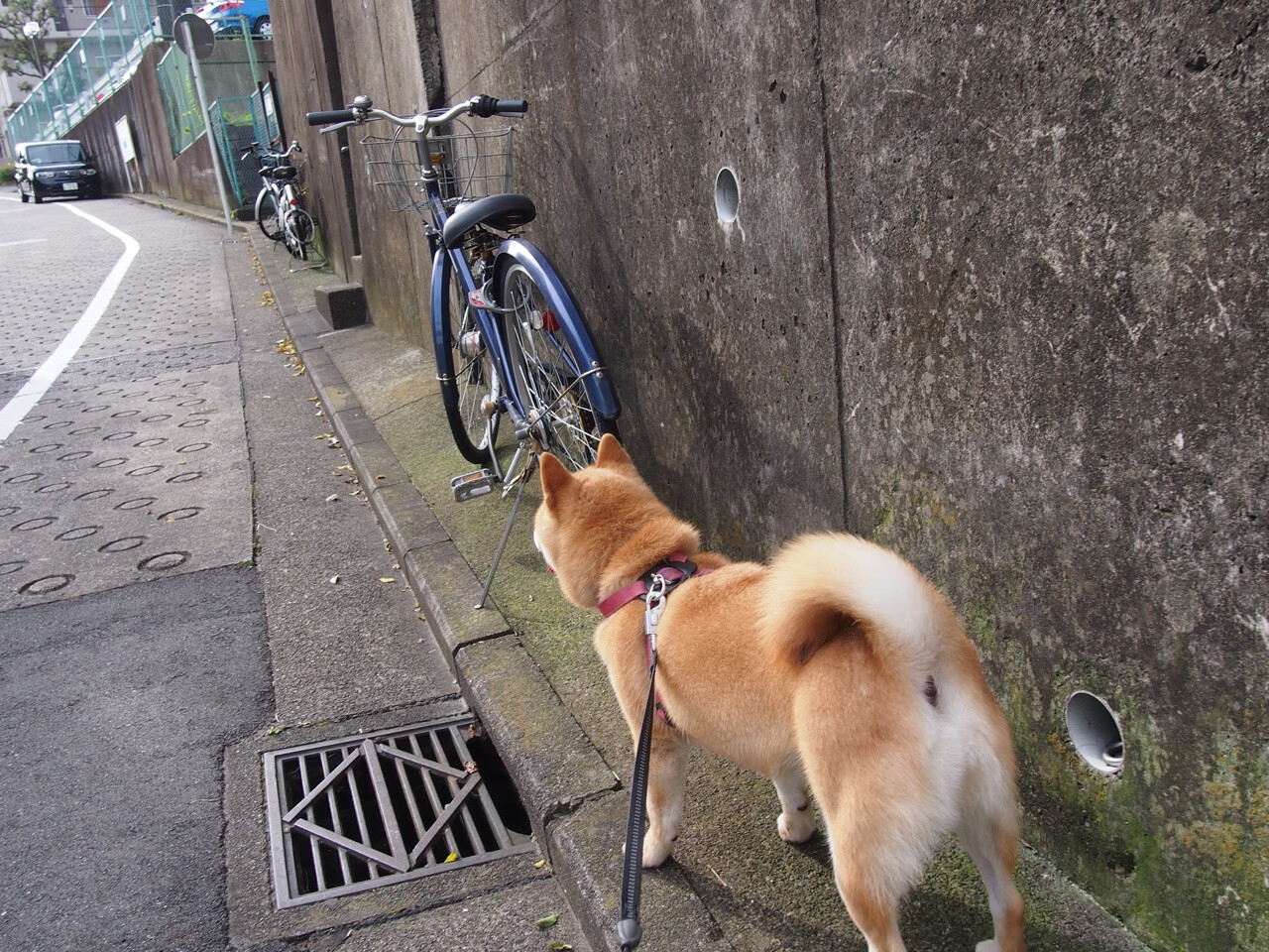 当水花兄弟遇上福建铁军,塔图姆的三分雨浇灭悬念,却浇不熄那颗东方斗魂