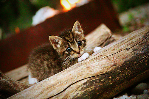 绝地逆转！波兰队惊天翻盘德国，林高远独揽两分成关键先生