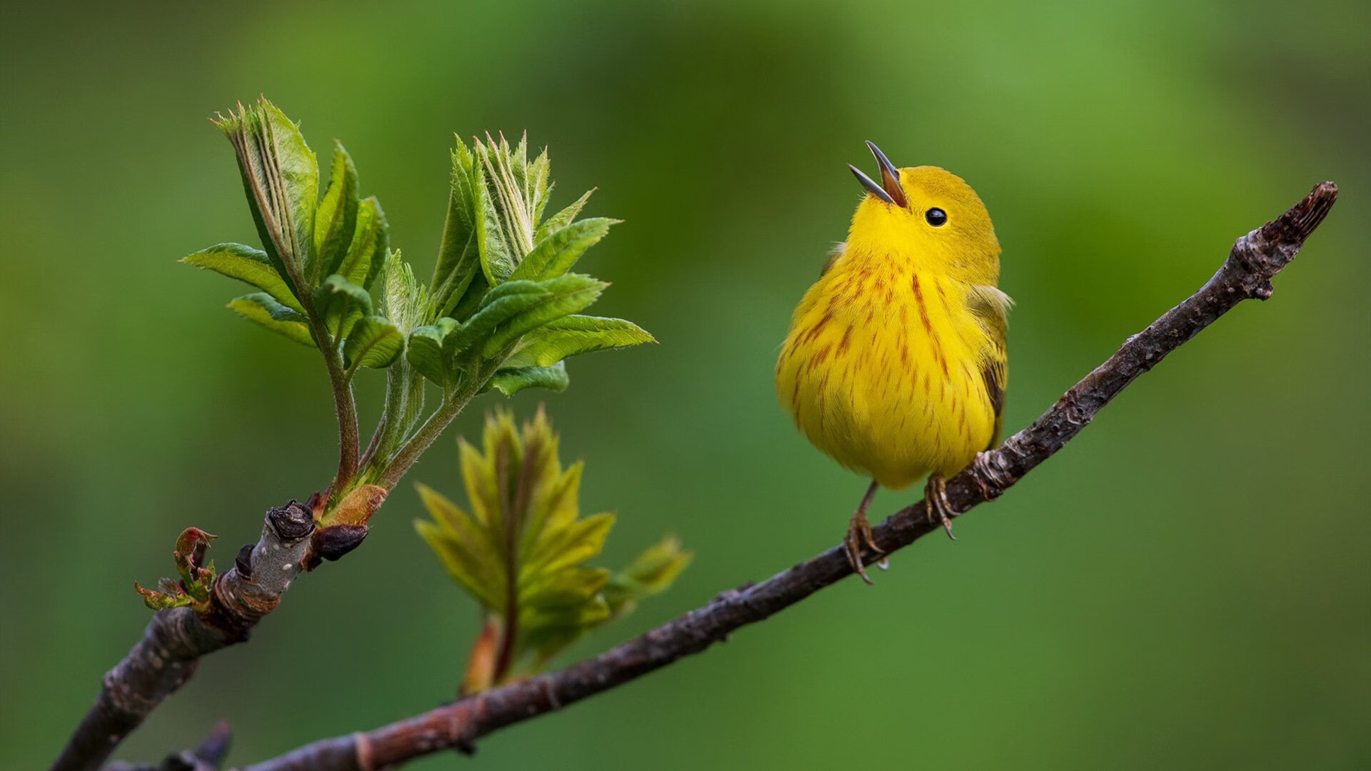 独一时刻，枪手逆转与魔人纪录—足球之夜的平行史诗