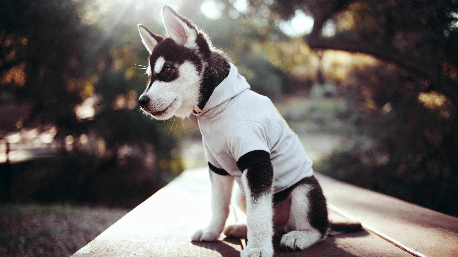 波尔策动，钢铁战车碾过波兰，一位传奇的黄昏与新时代的序章