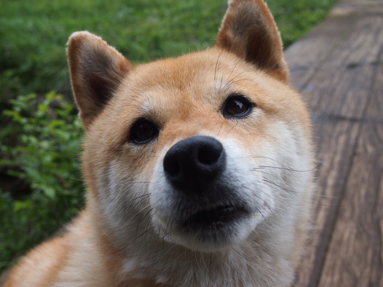 羽翼为刃，当黄鸭组合成为中韩对决的破壁者