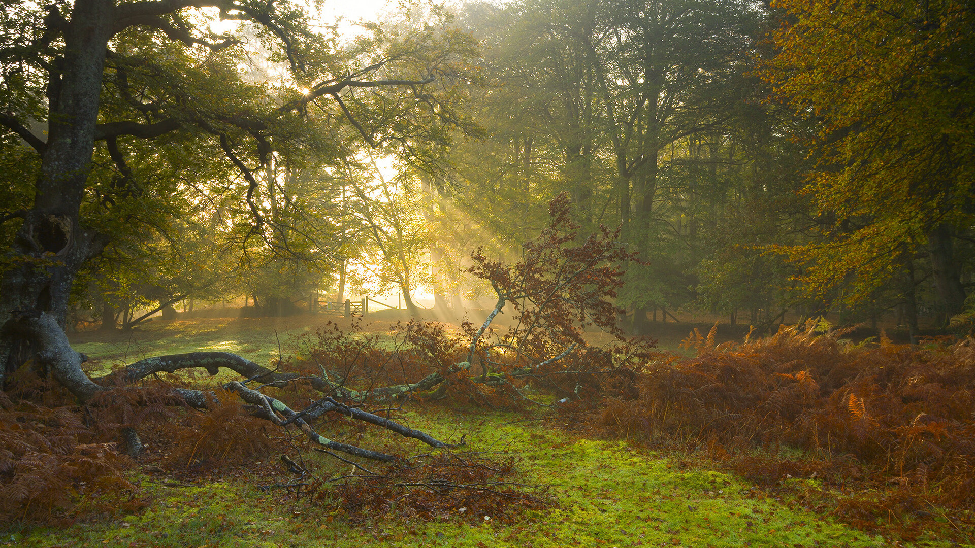 新王加冕！荷兰新星布雷默巴黎突围，F1新赛季揭幕战上演接管神话