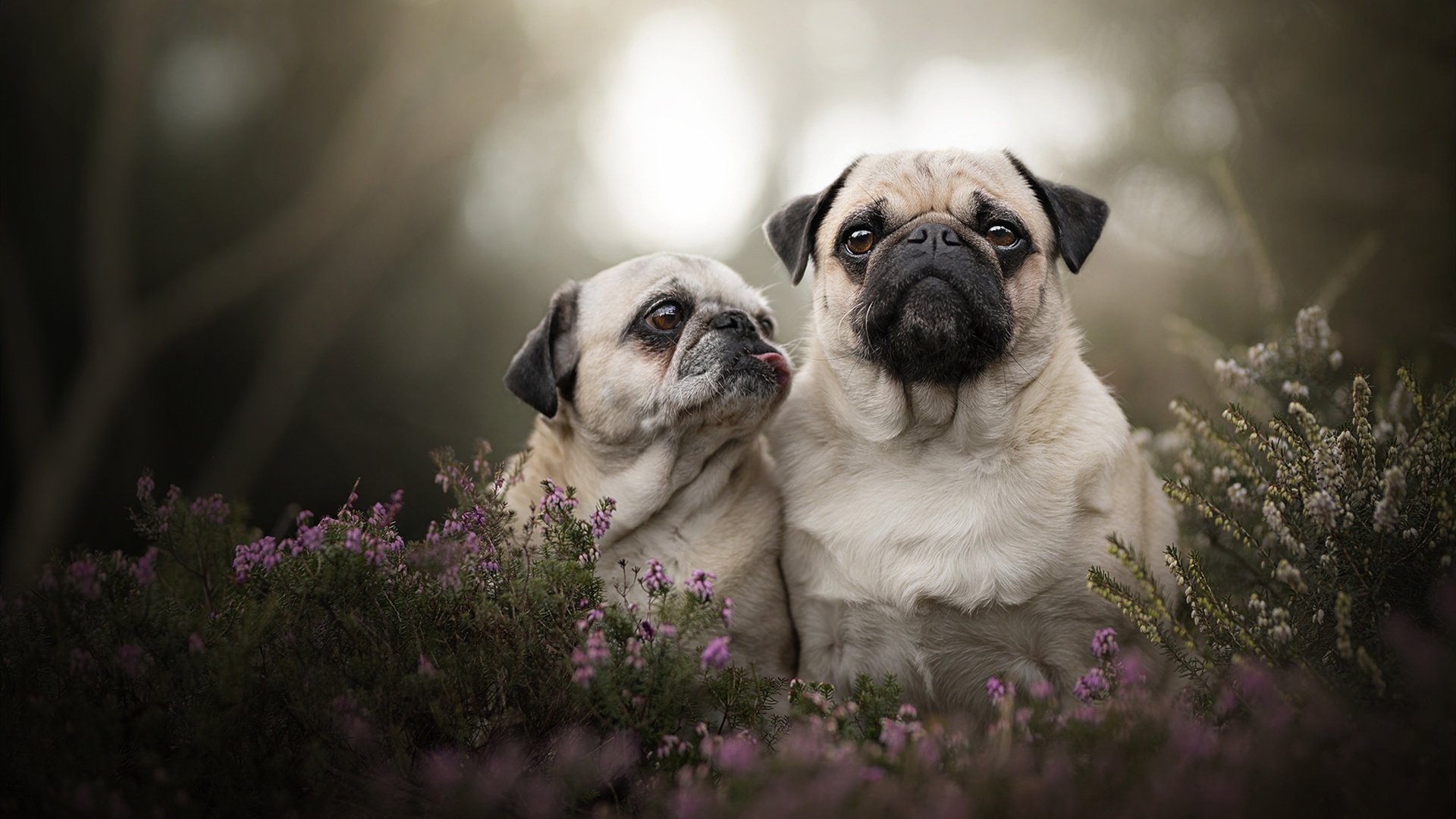 当活塞的钢铁意志归来，约基奇用掘金的战术复古主义为NBA上了一课