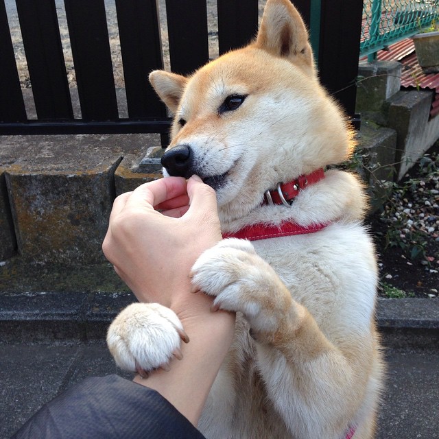 进攻是他的面具，防守才是他的獠牙，戈贝尔末节接管颠覆篮球认知