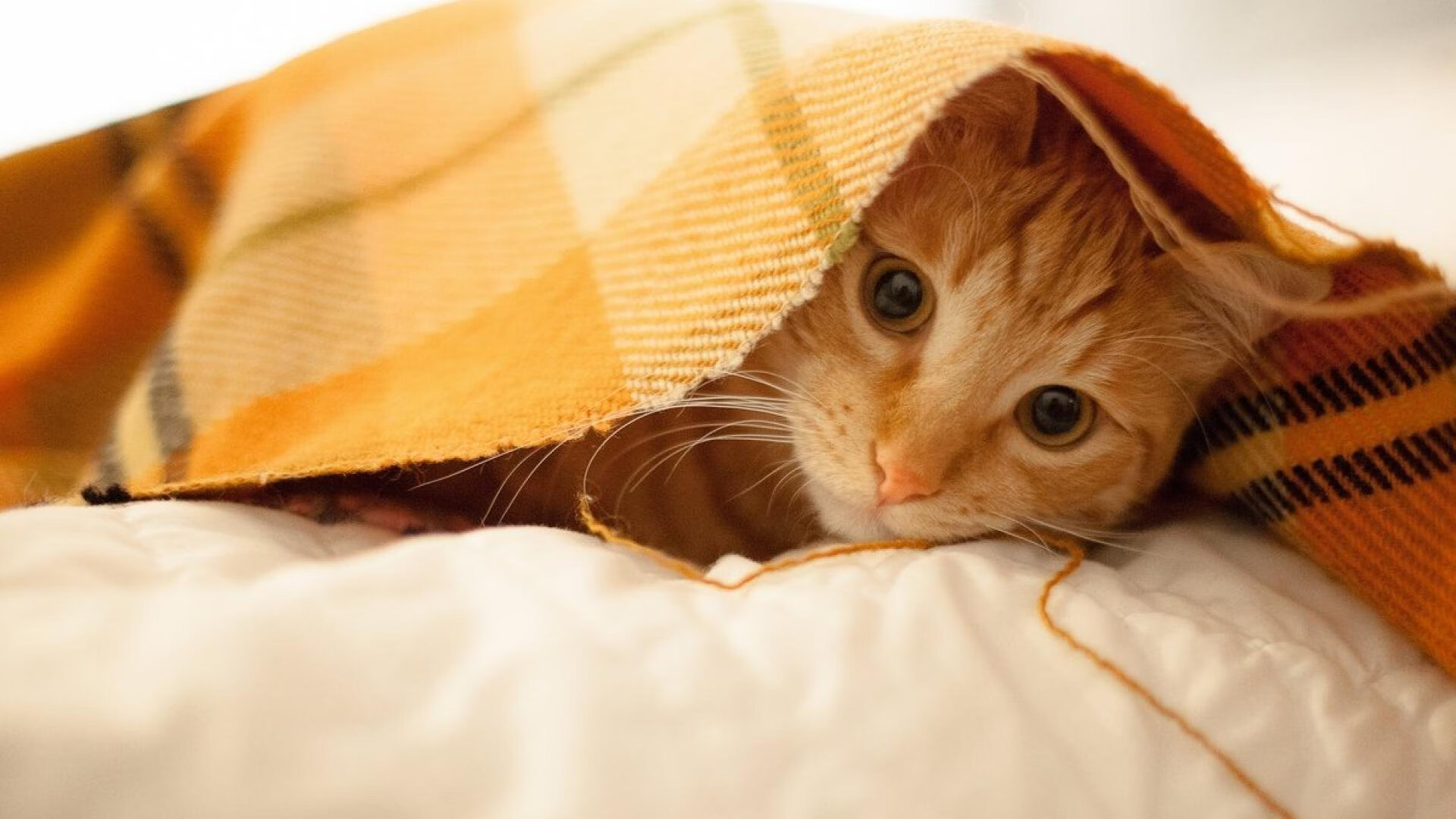 单点爆破!小贾伦一波流轰垮广厦防线,黄蜂客场终结对手连胜