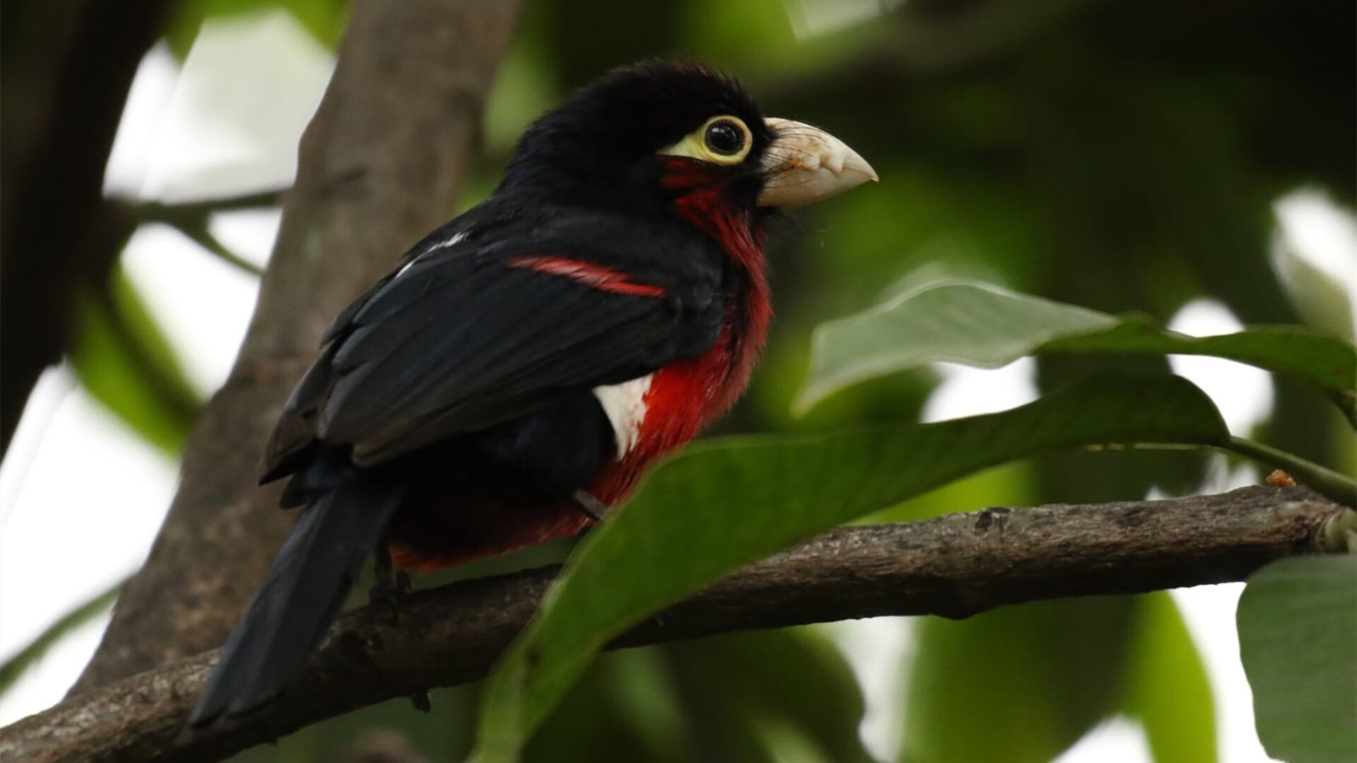 篮球跨界风云,安哥拉提前终结新西兰悬念,劳塔罗在NBA季后赛接管比赛