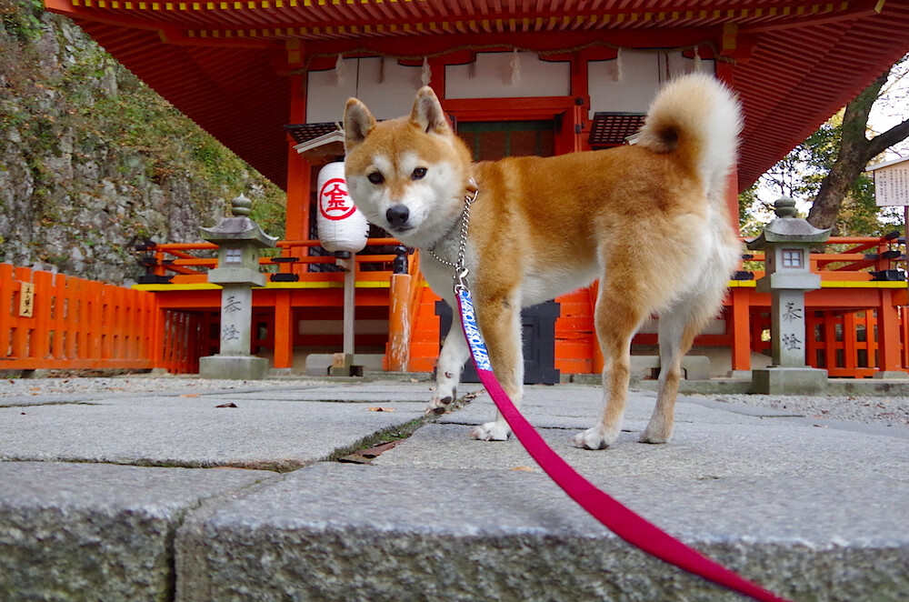 舞台的尺度,当灰熊咆哮遇见浙江浪潮,与伦纳德式的大场面基因