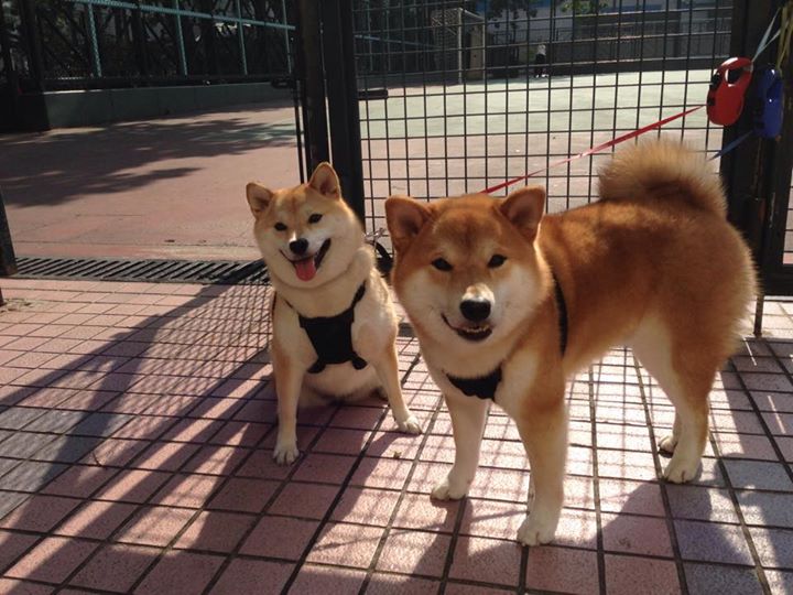 武切维奇狂轰30+20主宰内线，森林狼主场完胜猛龙无悬念