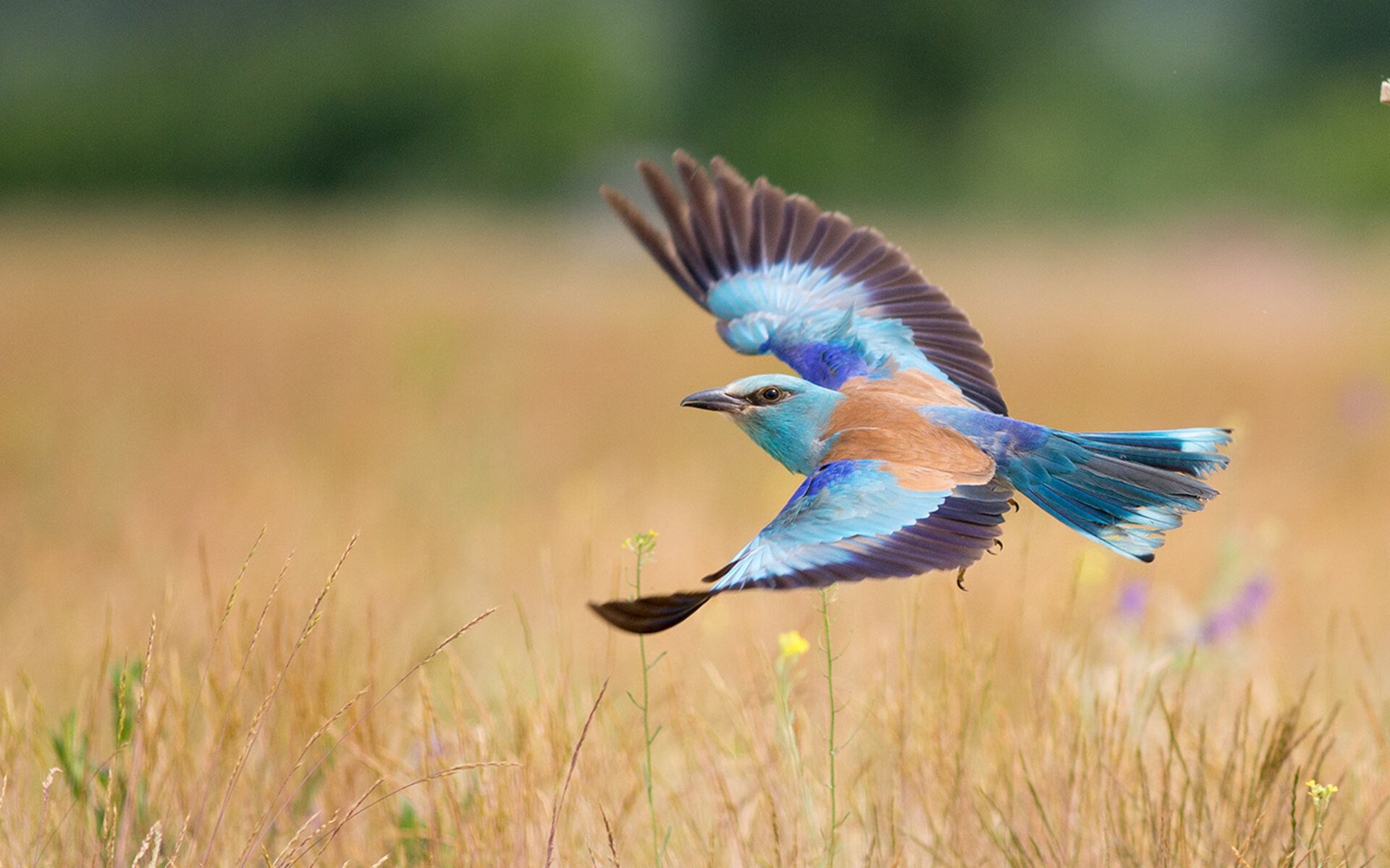 训练赛碾过北京，东决生死战马克西的降维打击说明，真正的巨星球，只在最高舞台绽放