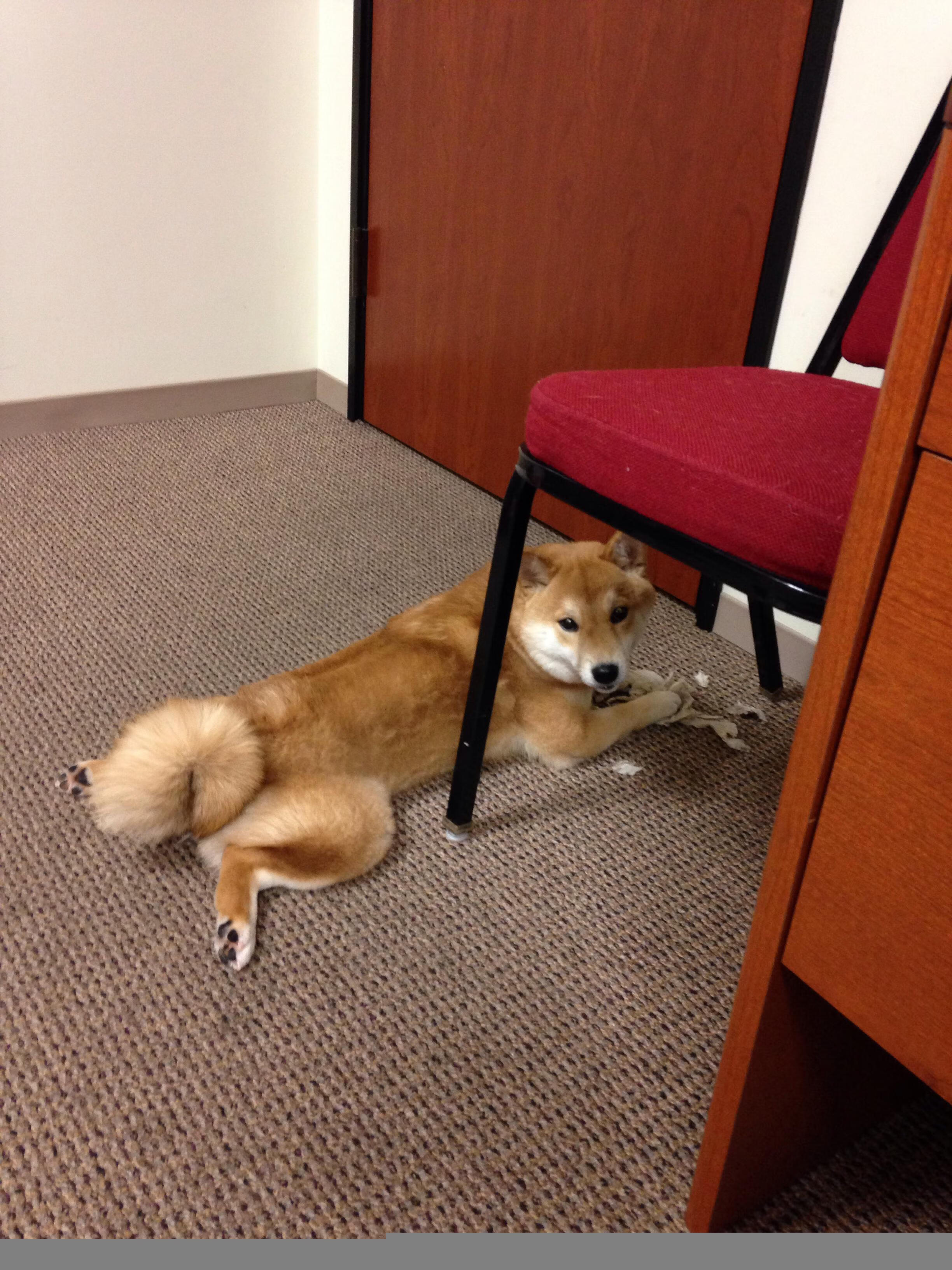 天使的铁幕，当迪马利亚筑起防守长城，威尔士掀翻南美豪强智利