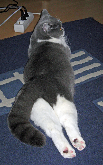 赖斯独造三球，洪都拉斯火山喷发碾压皇家社会—一场定义美丽混乱的战术博弈