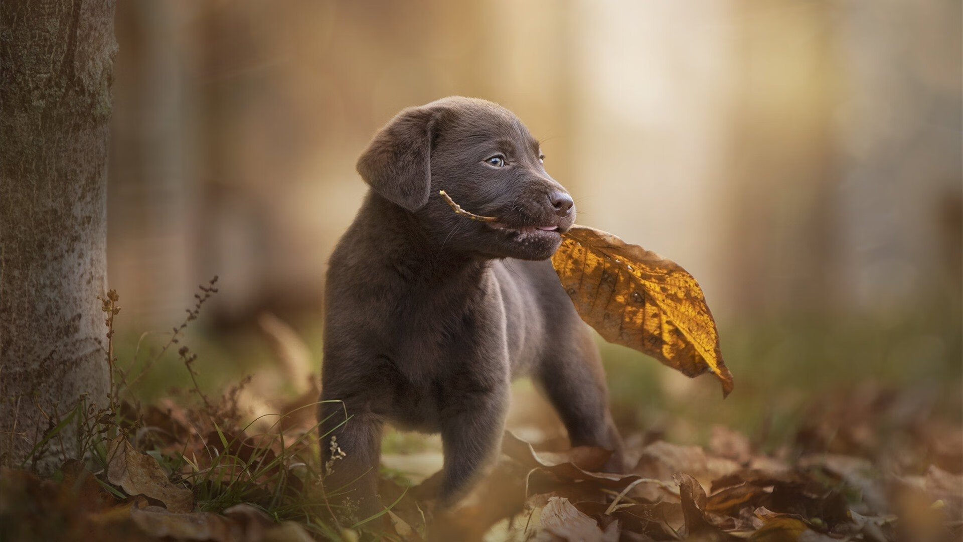 唯一解,希腊在奥运周期关键战中打穿马德里竞技的数学与战术