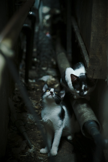 宿命的回响,总决赛之夜,切特那改写历史的四十二秒