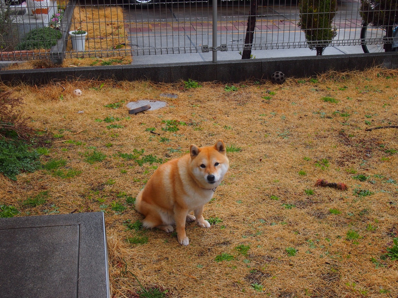 跨界梦幻对决，当利拉德在想象中击穿浙江队