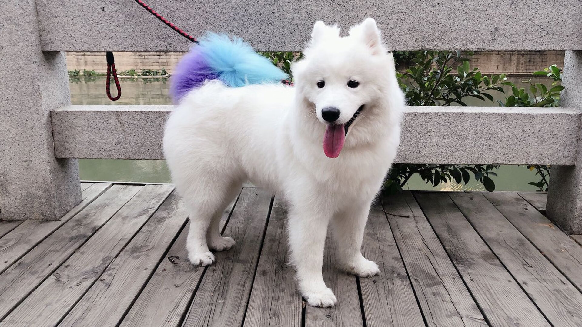 鏖战密码,当洪都拉斯钢盾遇上卡拉斯科之矛,中北美足球的无序交响