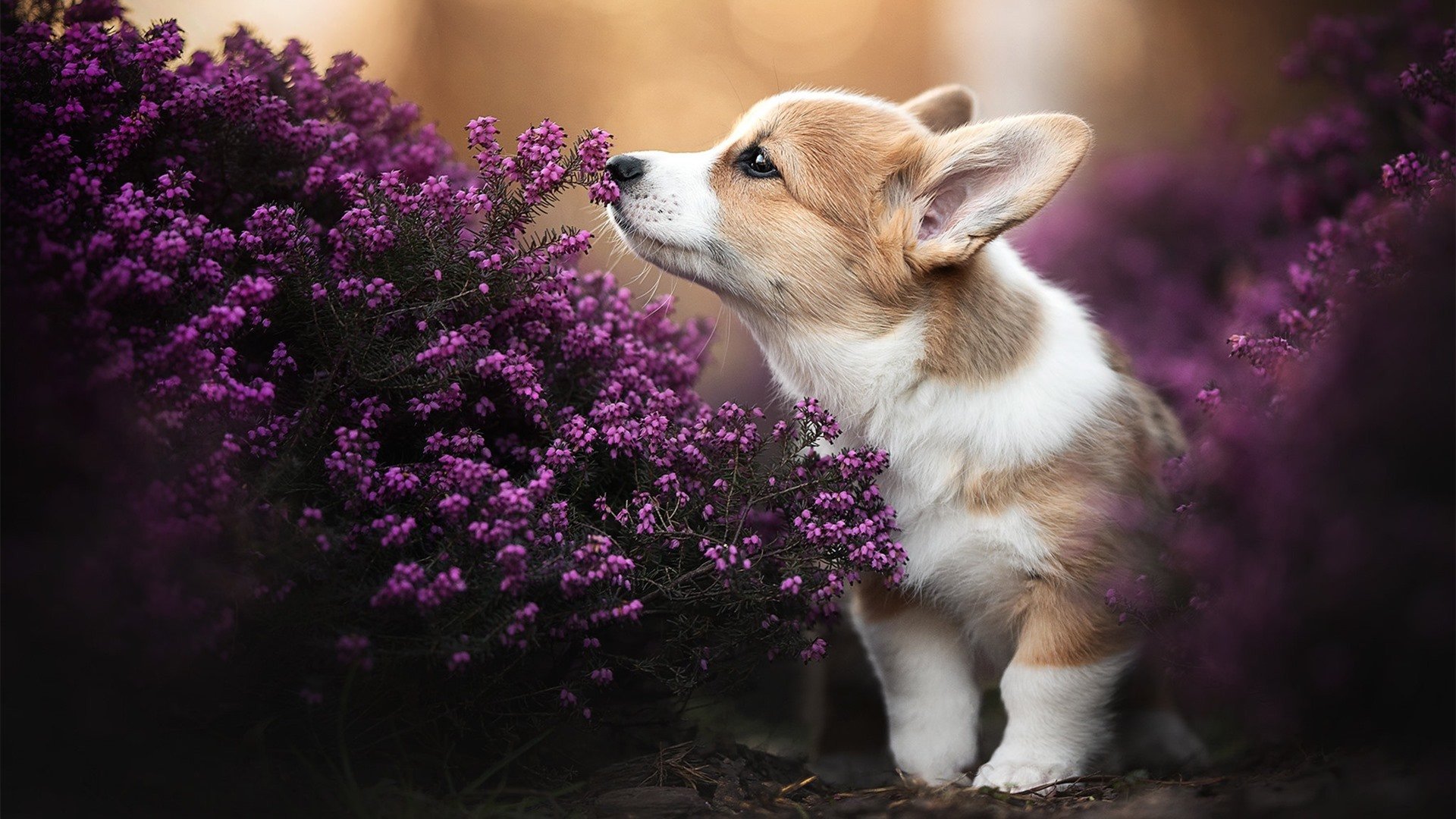 德罗赞狂砍30分，尼克斯意外掀翻广东队创跨联赛奇迹