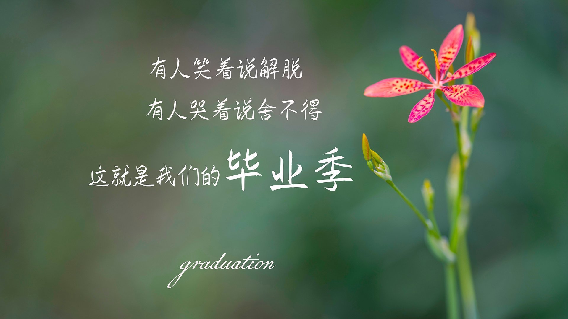 C组死亡之局,喀麦隆的铁骑与三笘薰的独舞,谁主沉浮2026?